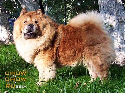 ���-��� �������� � �������� ������. Chow-chow BELISSIYA S SERGIEVA POSADA