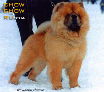 Chow-chow BIS LAC ALLIGATOR. -   