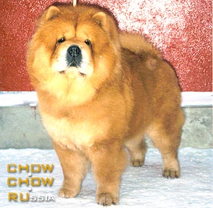 Chow-chow BIS LAC DAFFODIL. -   