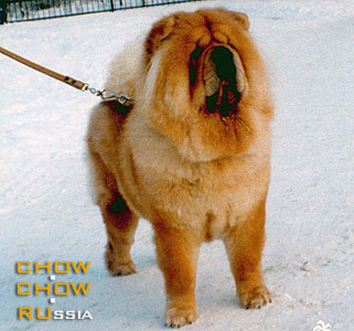 Chow-chow BIS LAC DARIA. -   