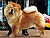 - chow-chow