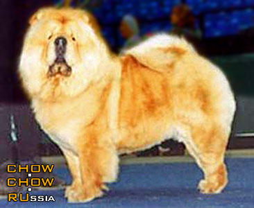 Chow-chow BIS LAC DESSA. -   