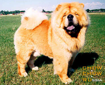 Chow-chow BIS LAC DIPLOMAT. -   