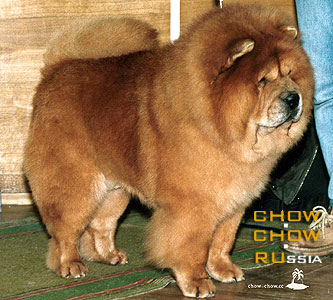 Chow-chow BIS LAC DIZAIER. -   