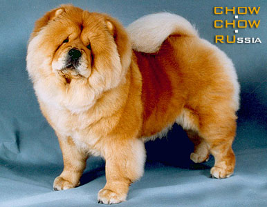 Chow-chow BIS LAC DZHENIFER. -   