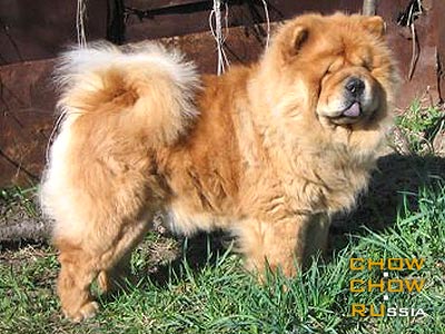 Chow-chow BIS LAC HAPPY DAY. -    