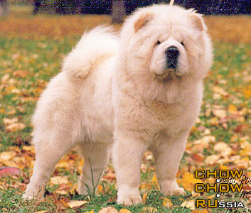 Chow-chow BIS LAC IZUMI. -   