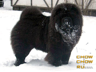 Chow-chow BIS LAC MIDNIGHT LADY. -    