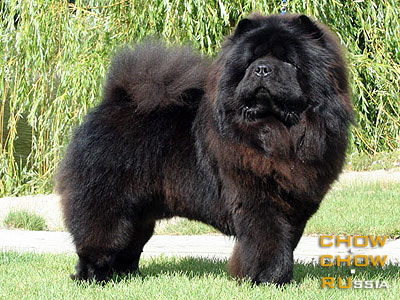 Chow-chow BLACK JOCKER. -  