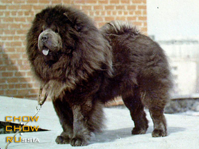 Chow-chow BLUES LEGORT. -  