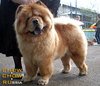 Chow-chow BOIKAYA BESSY. -  