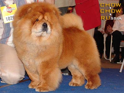 -   . Chow-chow BON PARI DIANA