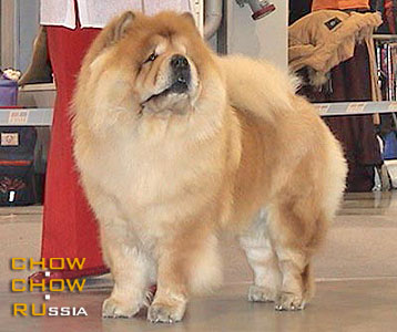 -   . Chow-chow BON TRIUMPH BABY