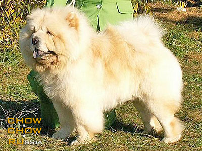 Chow-chow BON TRIUMPH LOVELAS. -   