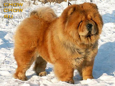 -   . Chow-chow BON TRIUMPH ORNELLA