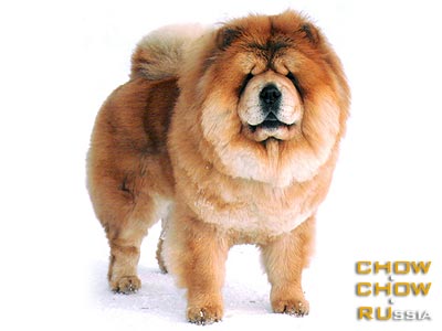 -   . Chow-chow BON TRIUMPH PATRICIA