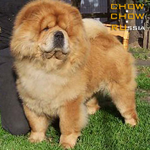 -   . Chow-chow BON TRIUMPH ZEFIRKA