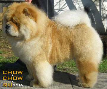 -   . Chow-chow BON TRIUMPH SHANS