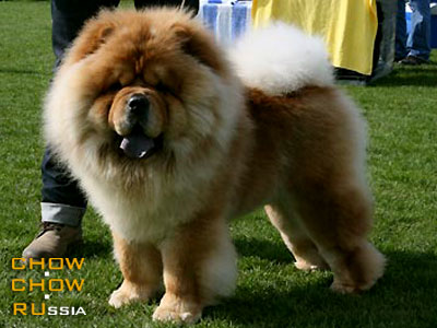 -   . Chow-chow BON TRIUMPH SHIKO