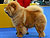 - chow-chow