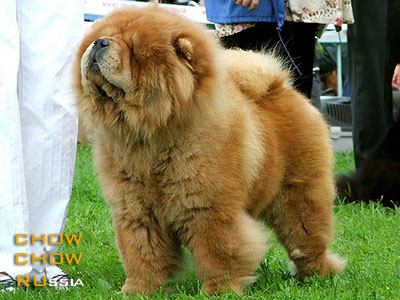 -    . Chow-chow BON TRIUMPH SHOW MAN