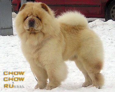 -    . Chow-chow BON TRIUMPH SHUGAR WHITE