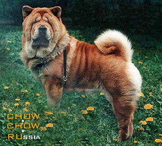 Chow-chow BONNY SMOOTHLAND. -  