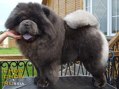 Chow-chow BORTE-CHINO WEB WEID BLUE JAZZ. - -    