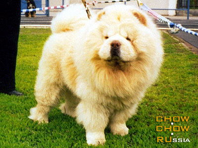 Chow-chow BOSS-ANDRUSH OF MEDLEY CHOWS. - -   