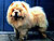 - chow-chow
