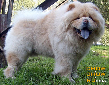 Chow-chow BRILLIANT IZ DOMA GENERALA. -    