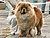 - chow-chow