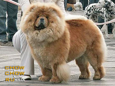 Chow-chow BRILLIANTOVAYA LADY. -  