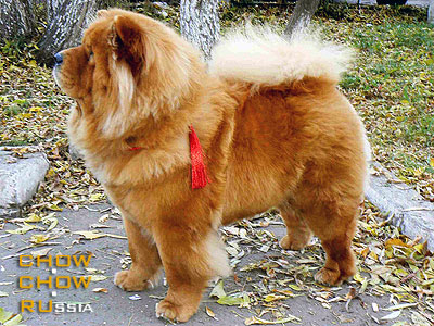 Chow-chow BRITANI RED QUEEN. -   