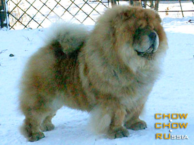 Chow-chow BROWN SHUGAR LATIANO. -   