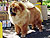 чау-чау chow-chow