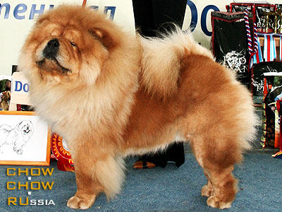 Chow-chow BUDDA IZ DOMA GENERALA. -    