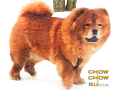 Chow-chow CEIZY. - 