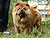 чау-чау chow-chow