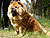 - chow-chow