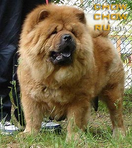 Chow-chow CESSA. - 