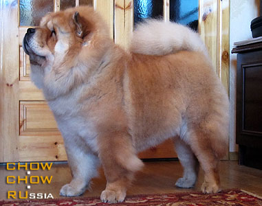 Chow-chow CH-DALEN ALENKIY TSVETOCHEK. - -  