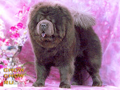 Chow-chow CHATCALL BLUE IS MY LOVE. -     