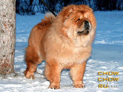 Chow-chow CRAZY CREC KOKETKA KOROLYA. -    