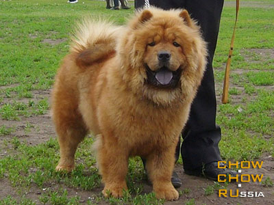 Chow-chow CRAZY CREC ZLATOGRIVAYA L'VITSA. ���-��� ������ ���� ����������� ������
