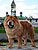 - chow-chow