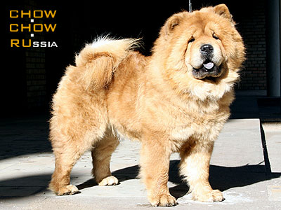 Chow-chow CRAZY CREC ZOLOTO ATLANTIDY. -    