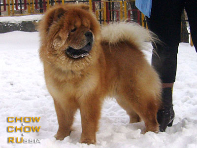 Chow-chow CRAZY CREC ZOLOTOY IMPERATOR. -    