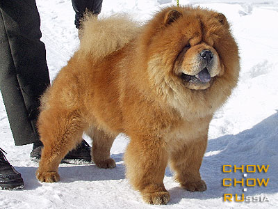 Chow-chow DALAY LAMA. -  