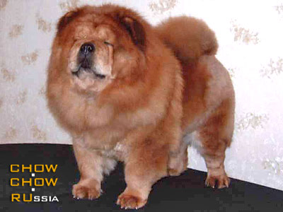 Chow-chow DELI. - 